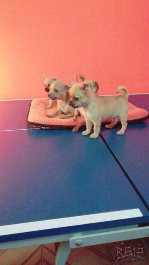 Lindos Cachorros Chihuahuas Disponibles