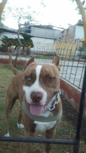 Pitbull para Monta