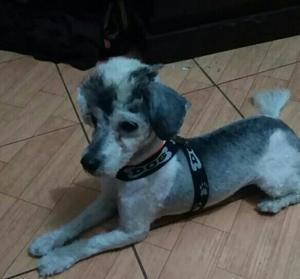 Poodle Blanco Negro en Adopción