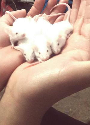 Ratones albinos