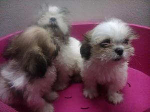 SHIH TZU MOTEADOS