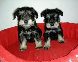 Schnauzer Negro con Plata