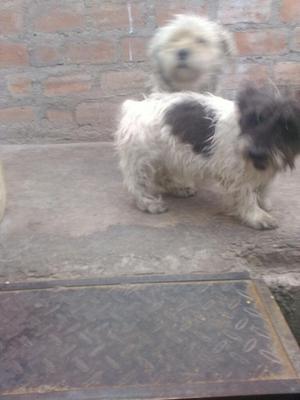 Se Da en Adopcion a Cachorrito 