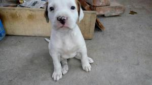 Se Vende Perrita Dogo Argentino