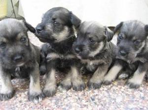 Se Venden Cachorros Schnauzer