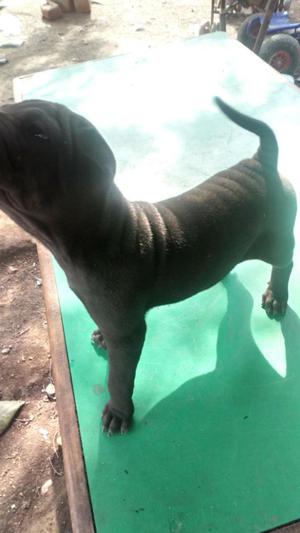 Sharpei