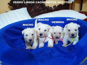 Vendo BONITOS Cachorritos Scotish Terrier BLANCOS