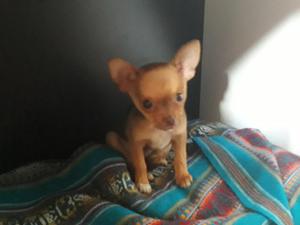 Vendo Cachorrita Chihuahua