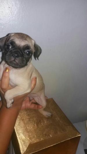 Vendo Cachorros Pug de Un Mes Imedio