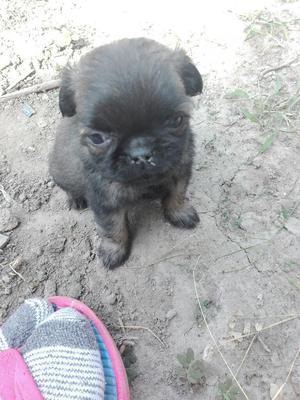 Vendo Lindos Cachorritos