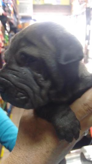 Vendo sharpei