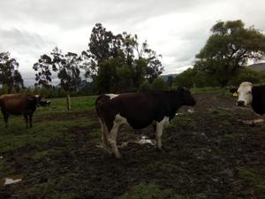 Vendo vaca Holstein friesian de 4.5 meses de gestación 3