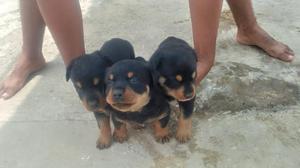 Vendos Lindos Cachorros Rottweiler