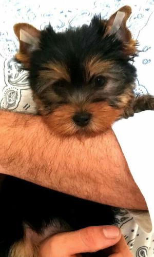 Yorkshire Terrier Hembra