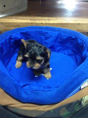 Yorkshire Toy Bellos Cachorritos