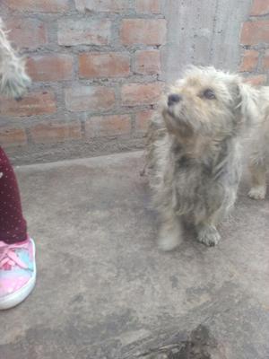 en Adopcion Cachorro