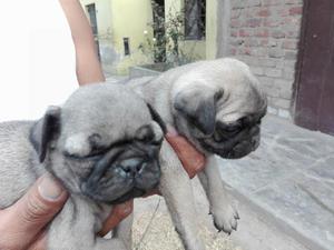 lindos pug