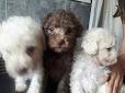 poodles toy chikitos marrones y blancos para mascota