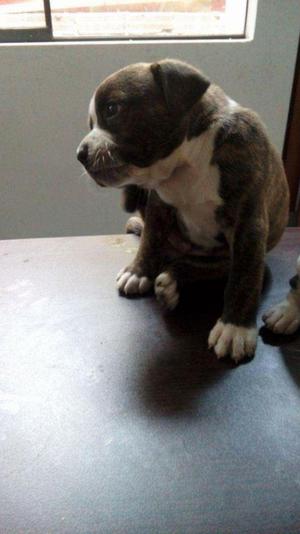 vendo mi cachorro atigrado de dos meses papa bulldog mama