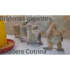 Brahmas gigantes pollos bbs
