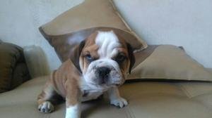 Bulldog Ingles