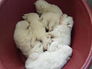 Samoyedos 4h 2 M Aqp