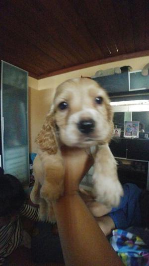 Vendo Cachorro Coker de 2 Meses
