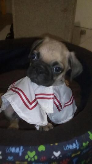 Vendo mis lindos cachorritos pug