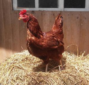 A la venta Equipo de Rhode Island Red, 8 gallinas y 1 gallo