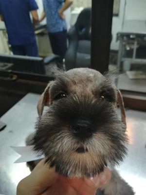 A la venta cachorritos de Schnauzer de 1 mes y medio de