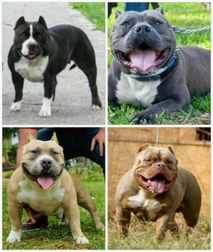 American Bully