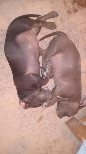 American Bully Disponebles