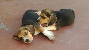 Beagles Tricolor