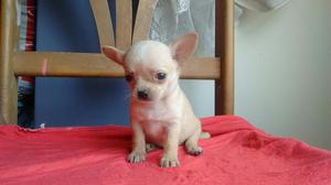 Bella Cachorrita Chihuahua Mini Toy