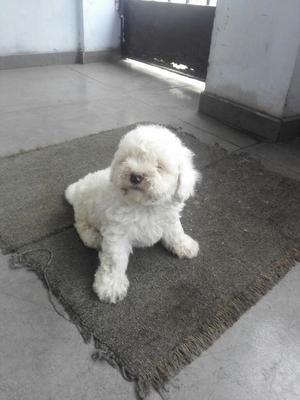 Bichon Frise