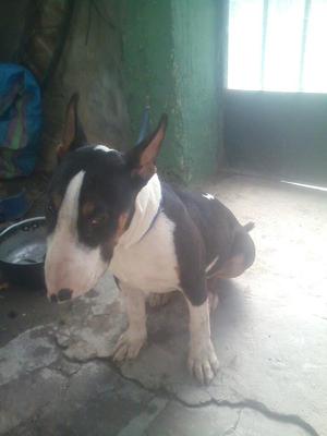 Bull Terrier Trico Machito 5 Meses