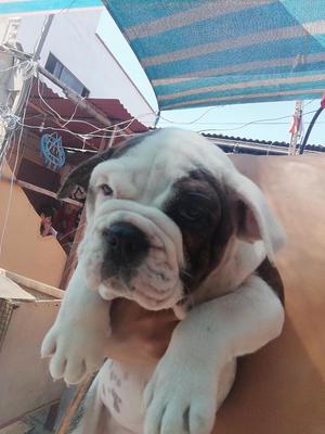 Bulldog Ingles