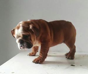 Bulldog ingles 3 meses y medio