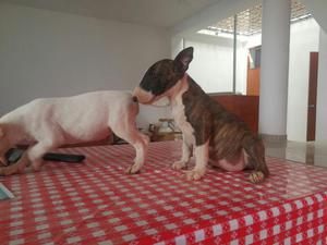 Bullterrier