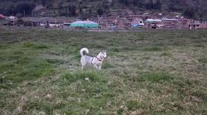 Busca Novio en Calca Cusco