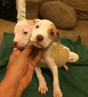 CACHORRITOS PITBULL EN VENTA