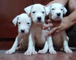 CACHORROS DOGOS ARGENTINOS