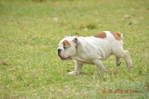 Cachorra Bulldog Ingles