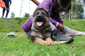 Cachorra Pastor Aleman