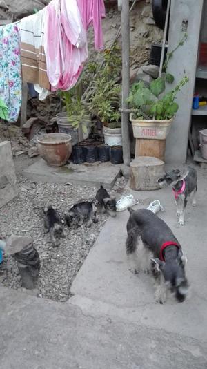 Cachorritos schnauzer 