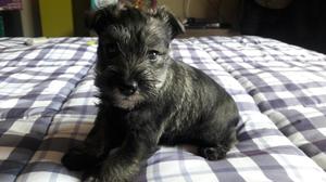 Cachorro Schnauzer