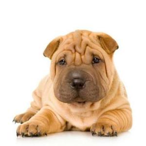 Cachorro Shar Pei