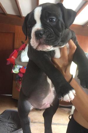 Cachorros American Bully