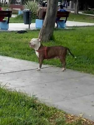 Cachorros American Bully Fuaion