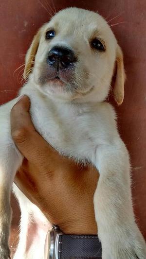 Cachorros Labradores